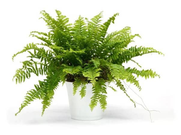 Live Boston fern plant with pot | indoor plant | indoor decoration plants | home and garden plants | office plants | flowering plants | fragrant plants | Real plants | room plants | plant parlour