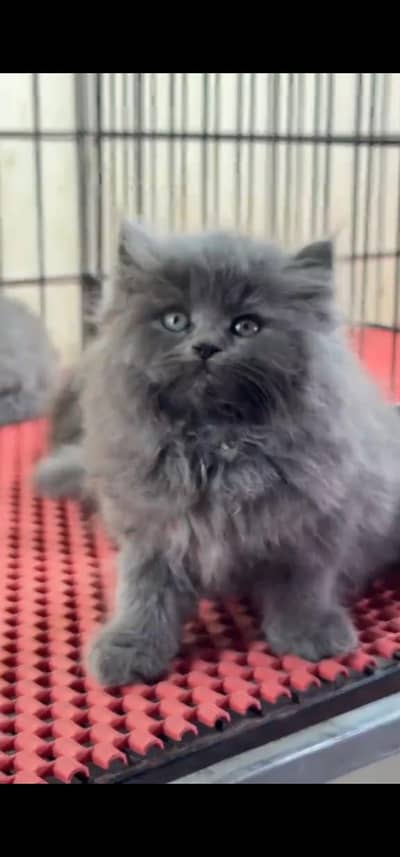 Quality Persian Punch face cat & kitten is03477878702Whatsapp