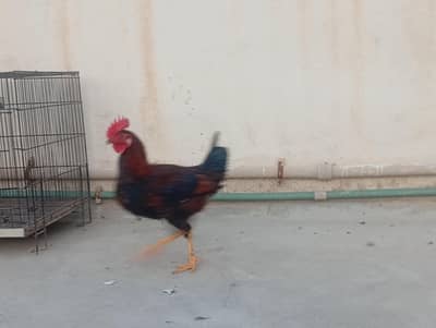 Misri Male for Sale or Exchange with female hens.