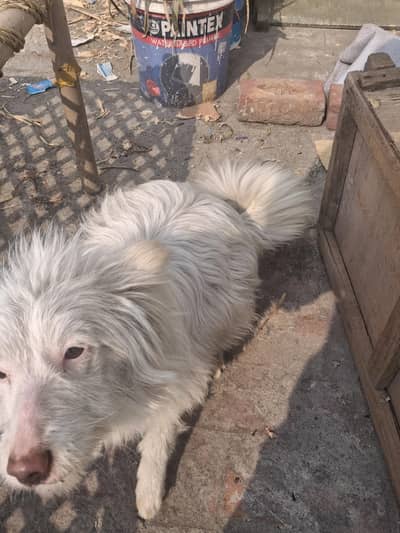 Full White Coat Russian Dog female