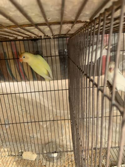 Albino pair and one decino lovebird