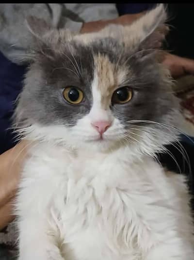 Persian cat for sale