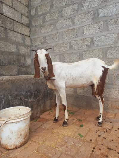 Beautiful Bakri for sale. gabban ha 3 months ki