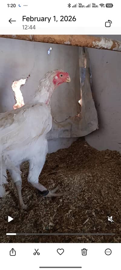 pure Indian parrot beak long tail