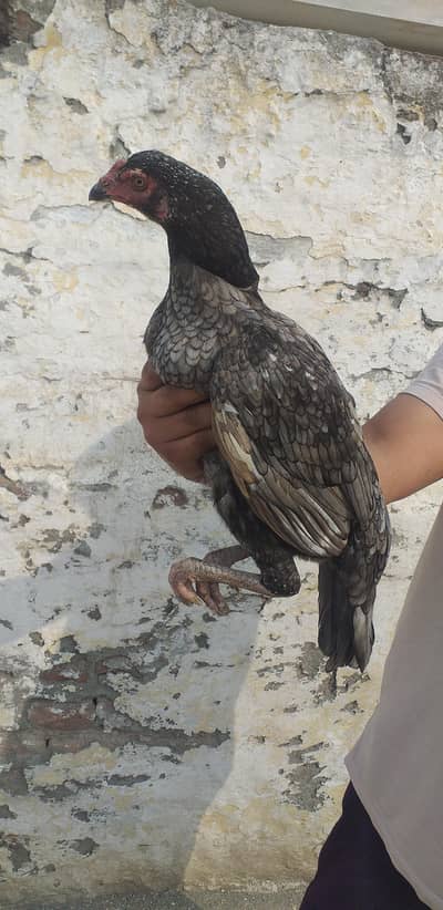 High quality Slyti madi 03175087917 Exchange