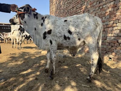 Desi Bachra for sale