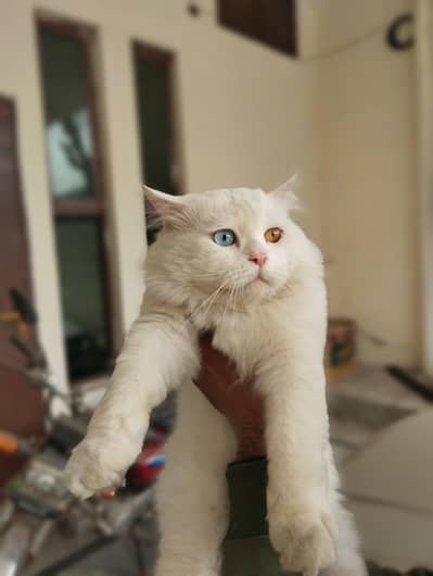 Triple Coat, odd eyes beautifu, friendly male neutered pet cat.