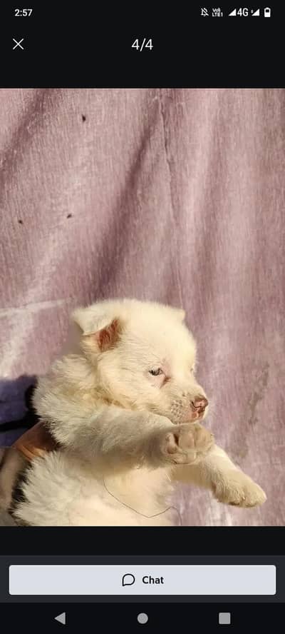 original Russian female dog