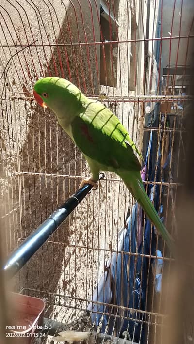 Green raw parrot 