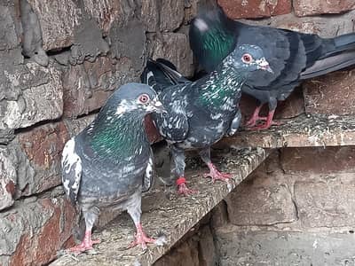 Dubwale kamagr   03137725000 whatsap call