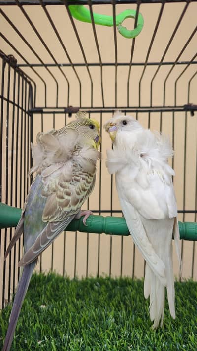 Love birds breeder pair / Hogoromo ready to breed pair