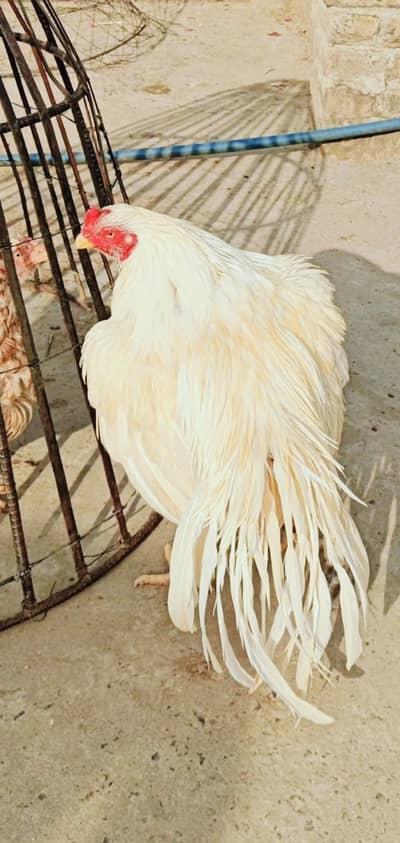 High quality Heera white amroha lasani aseel breeder murgha for sale