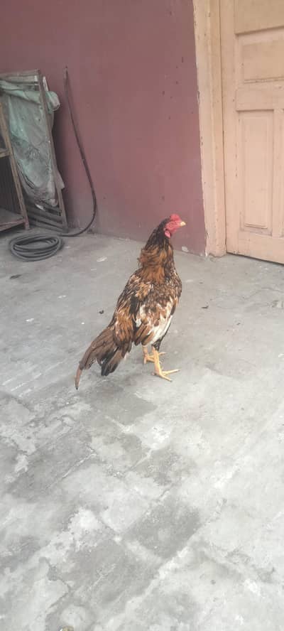 aseel miawali patha zero size urgent for sale