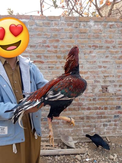 high quality mazboot one eye breader