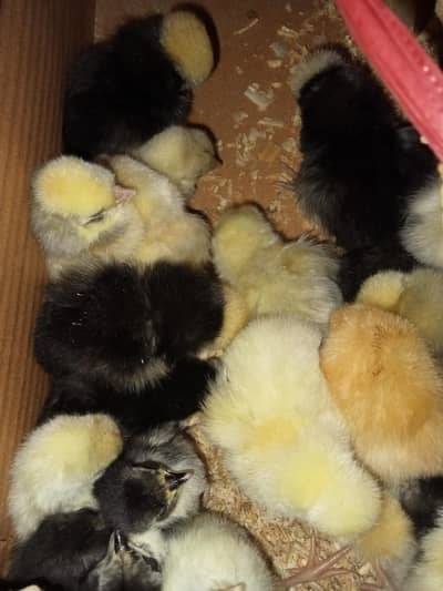 silkie and bentem hen