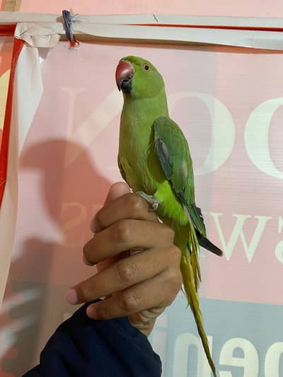 ful hand tame 0 bite ringneck