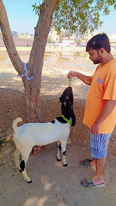 Bakra Sale for 2026 Qurbani