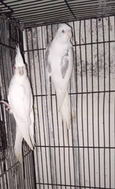 cocktail breedar pair vpied male eno red eye female