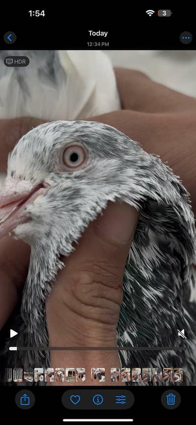 guarantee wala mian nazeer wala pair