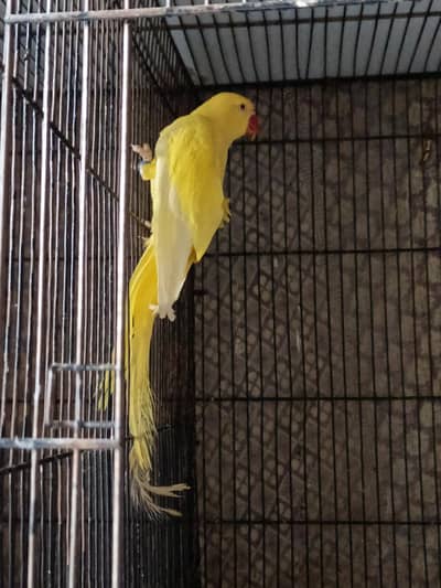 yellow ringneck breeder female