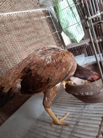 aseel kurak madi . 03330031118 .