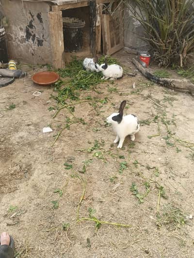 2 male 2 female 1female