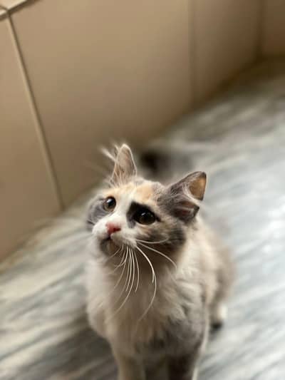 Persian Female Cat For Sale