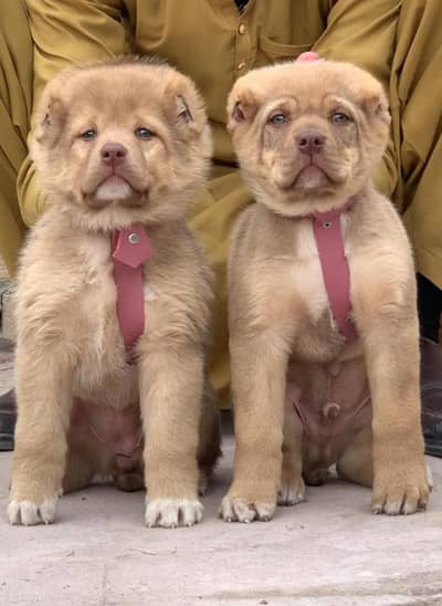 alabai security dog 2 month pair for sale