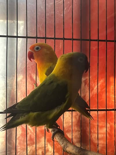 Breeder Pallid Pair With 3 Chics