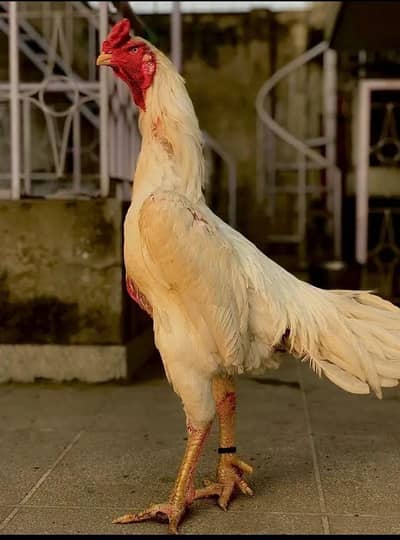 shamo + dregon egg for sale  kurak madia bi mil gay gi