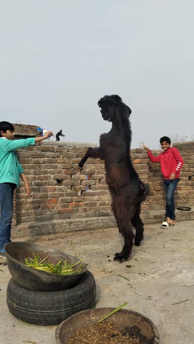 Black cobra Nachi bakra NO 1 breed in Pakistan