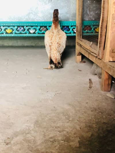 Pakistani aseel female plus ek burmi female