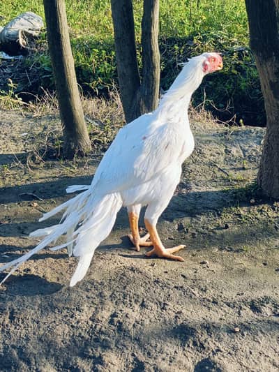 Parrot beak long tail aseel