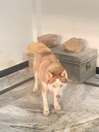 Siberian Husky female available for sale