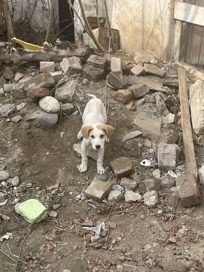 3month age gultair puuppy available