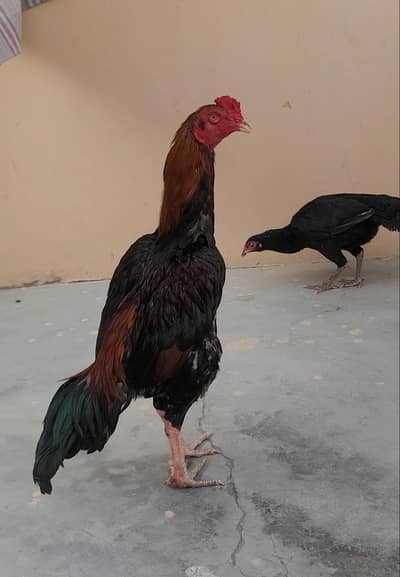 Aseel / Mianwali + Turkish / Lasani / Pair for sale