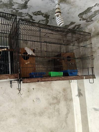 Albino Red Eyes 3 Pairs