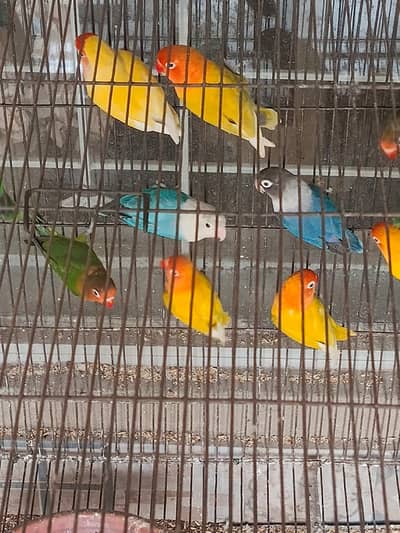 Beautiful Love Birds Available  Healthy, vibrant & colorful