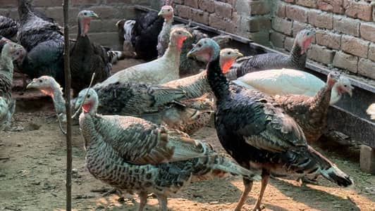 Healthy Turkey Birds White/Brown Male Female near Lahore