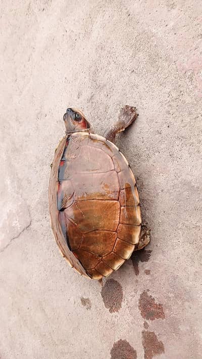 healthy brown roof turtle