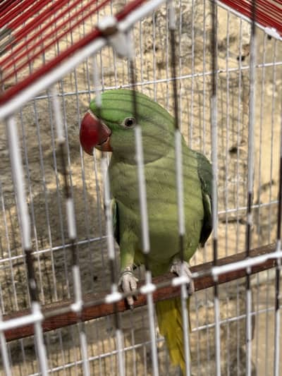 Talking parrot urgent sell