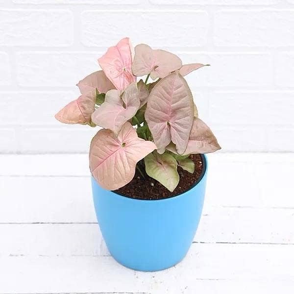 Live Syngonium pink plant with pot | indoor plant | indoor decoration plants | home and garden plants | office plants | flowering plants | fragrant plants | Real plants | room plants | plant parlour