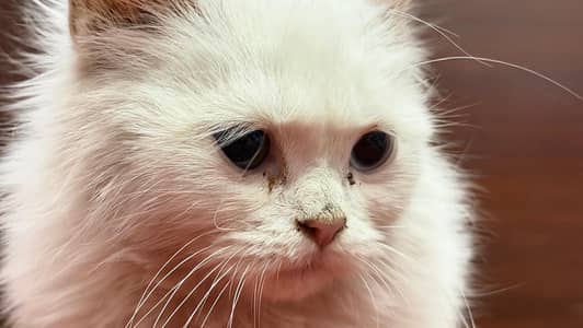 Persian cat 5 months old with all accessories