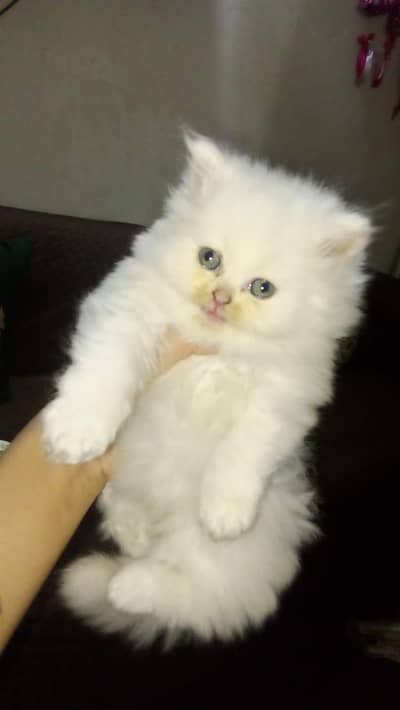 persion cats for sale