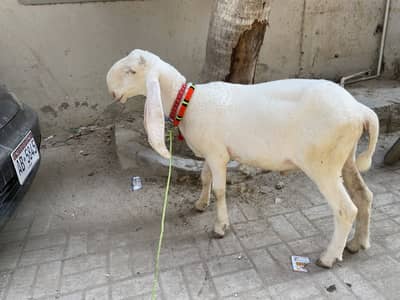 Pure larkana Dumba for sale