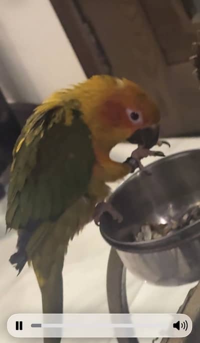 Beautiful Sun Conure