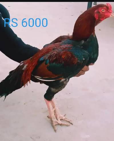 Pure aseel Mianwali murga and 1 breeder  female