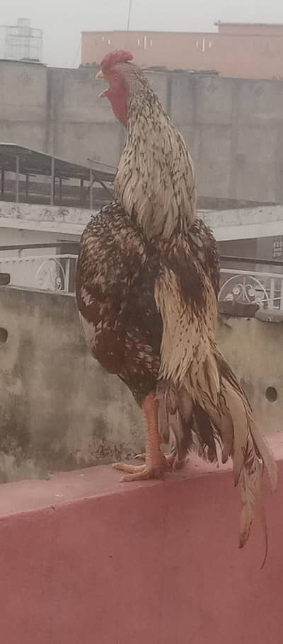 shajra aseel mrgha for sale or exchange with Love birds