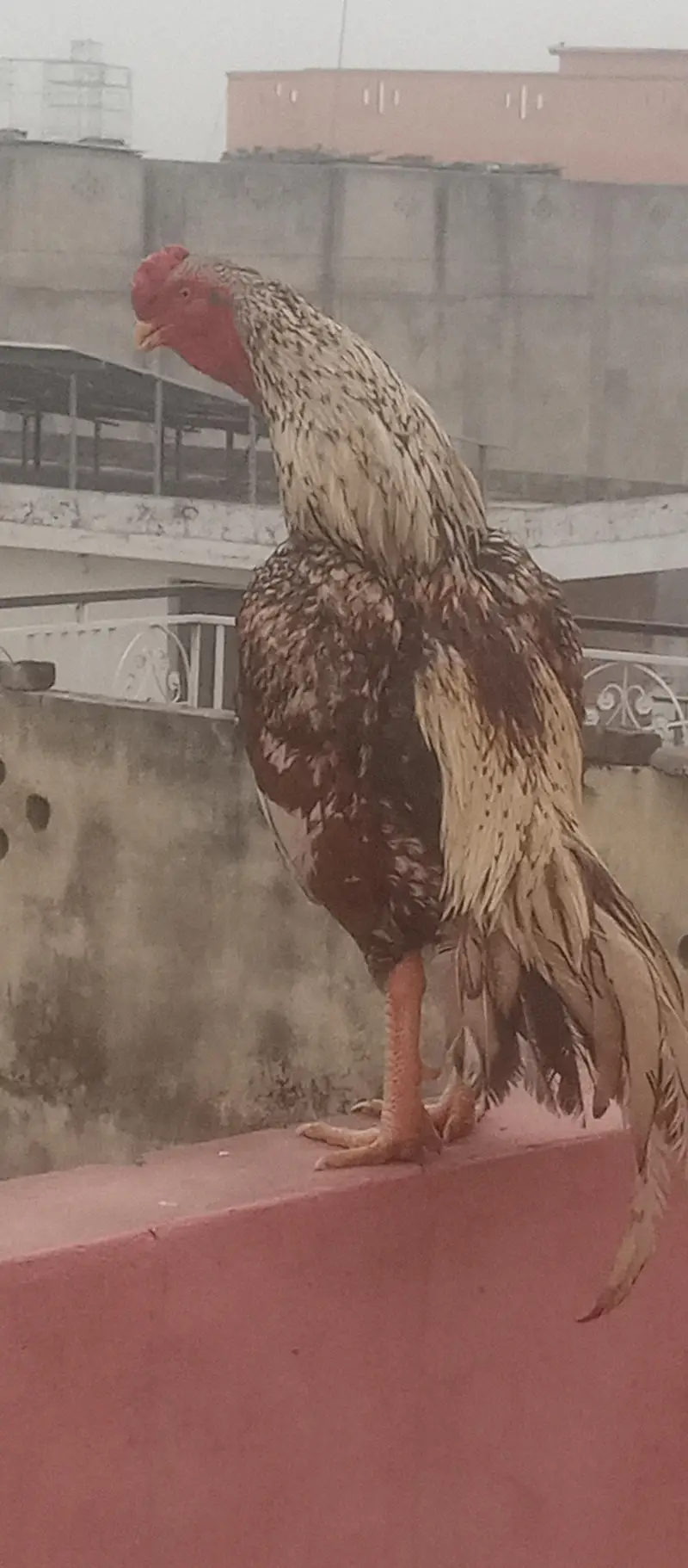 shajra aseel mrgha for sale or exchange with Love birds — photo 2