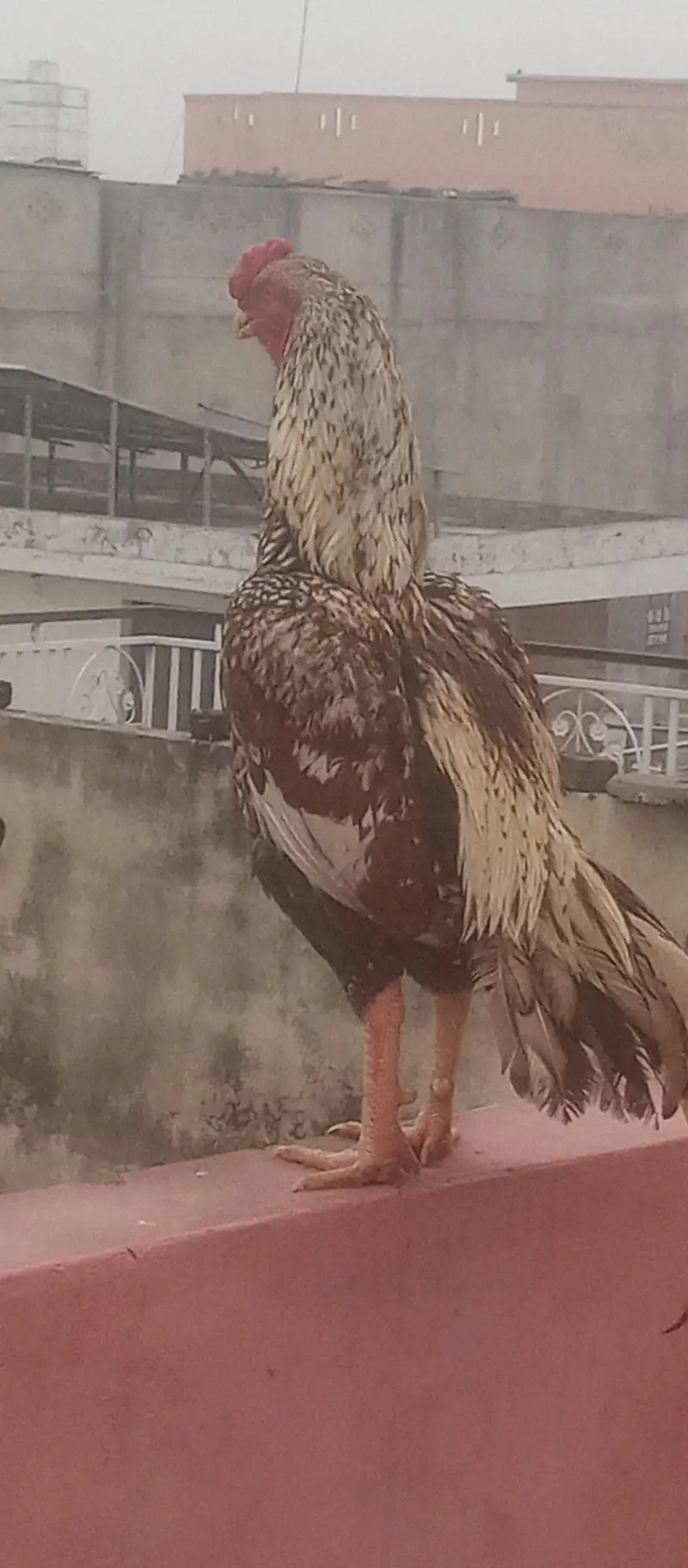 shajra aseel mrgha for sale or exchange with Love birds — photo 3